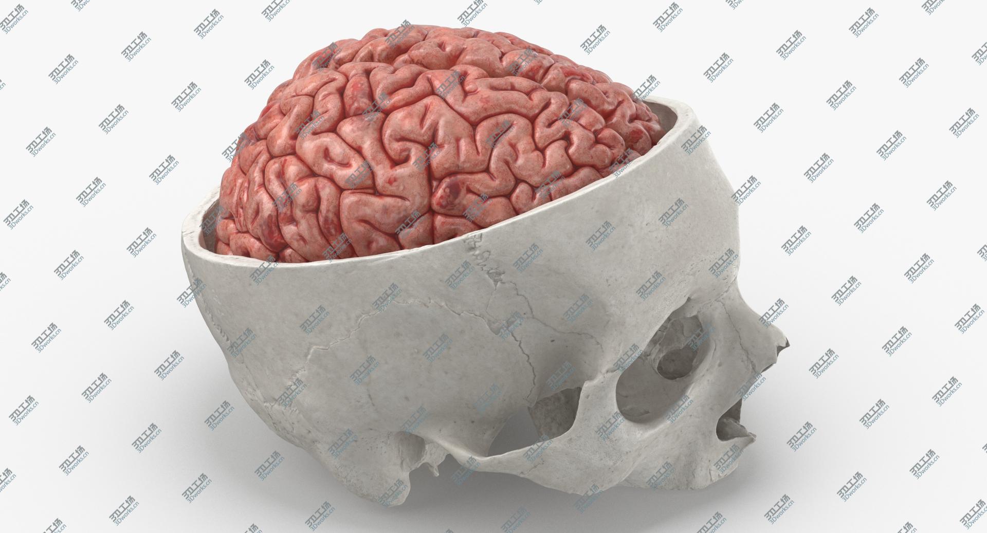 images/goods_img/202104021/3D Real Human Skull Cranial 02 Cut White With Brain Inside model/3.jpg